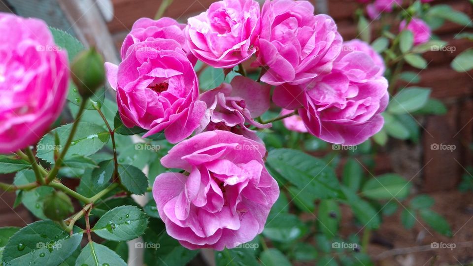 Pétalas na cor pink.