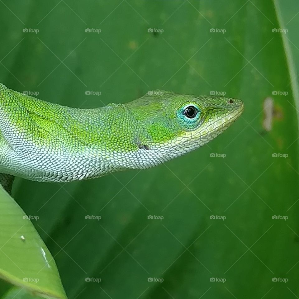 Reptile, Lizard, Wildlife, Nature, Animal