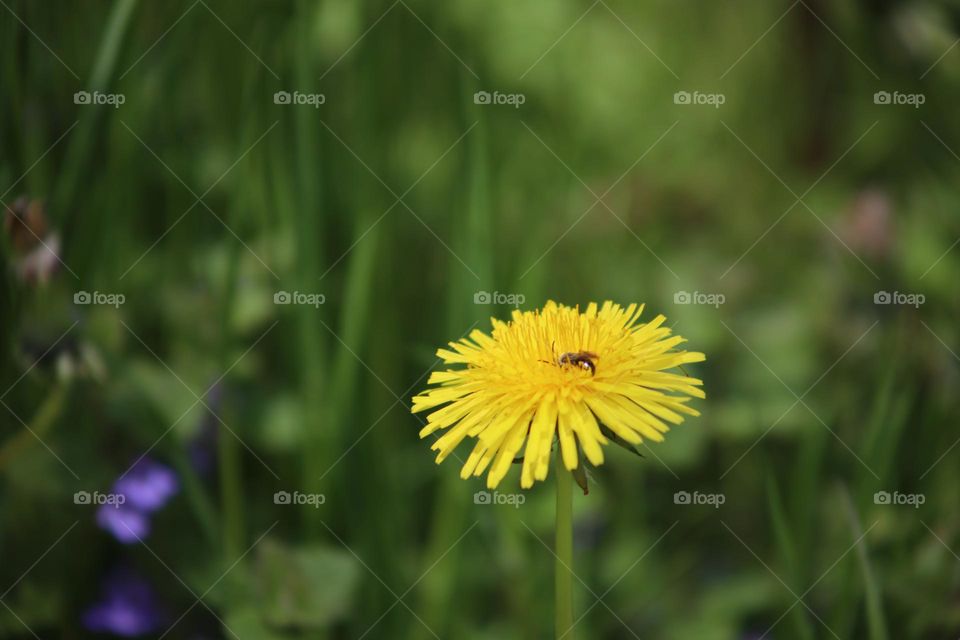Dandelion Bee