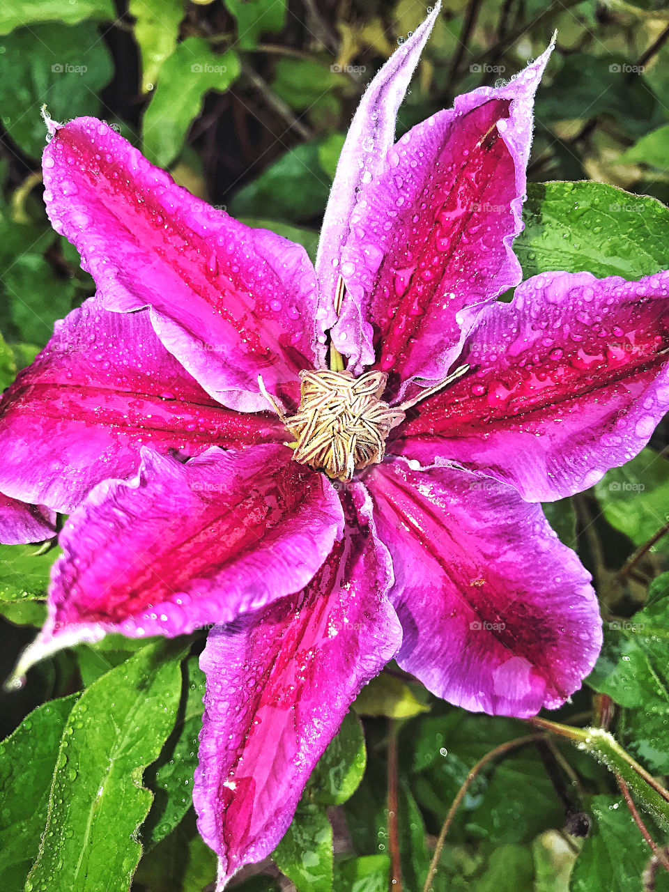 Raindrops on clematis petals 