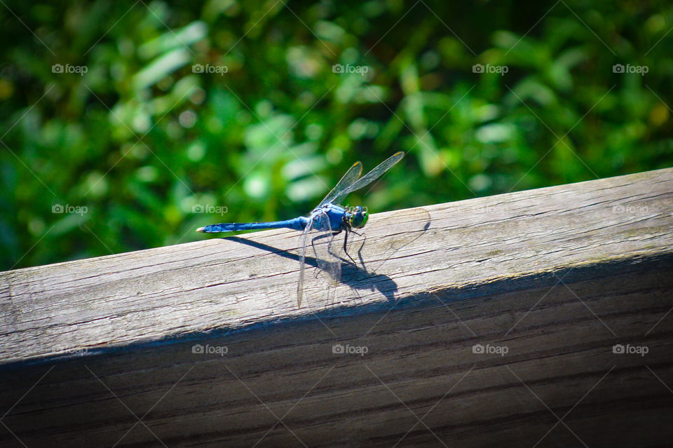 Insect, Nature, Wood, Fly, Animal