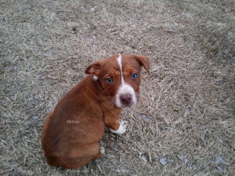 Catahoula pit bull cross puppy with green eyes a white blaze and brindle coat looking up sitting in the grass in winter. new member of the family, Olive.