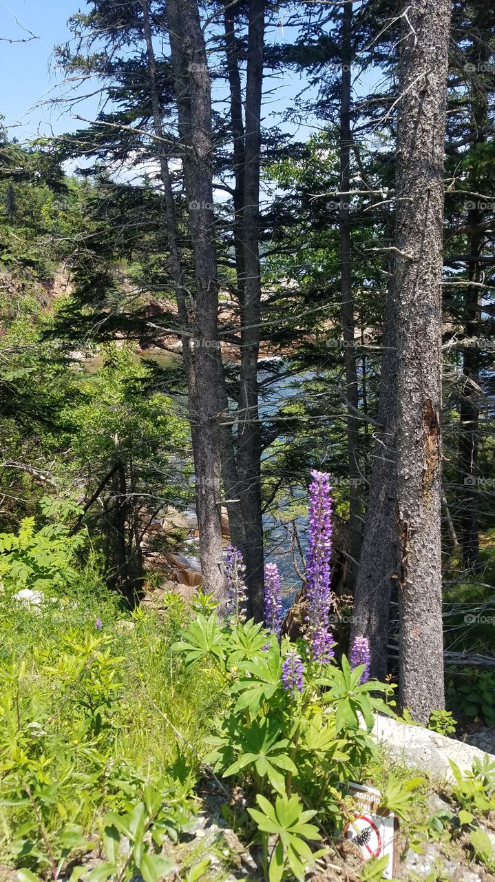 Acadia woods and lupines