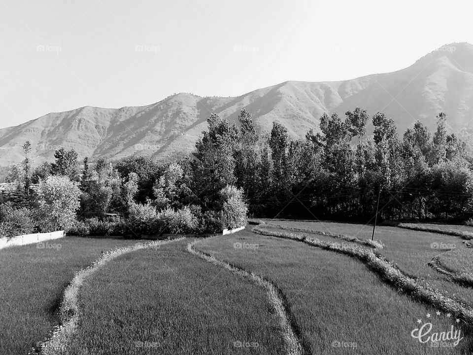 paddy field