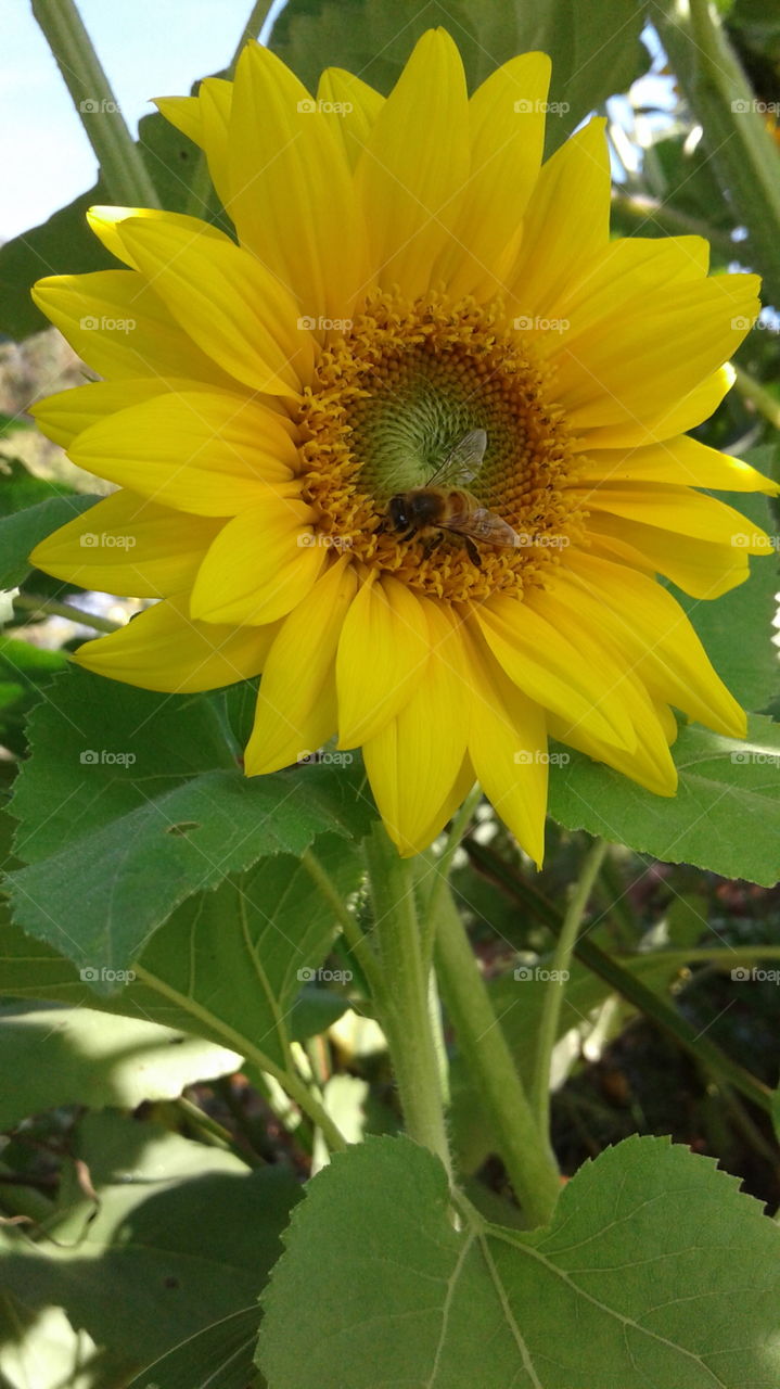 more sunflowers with bees