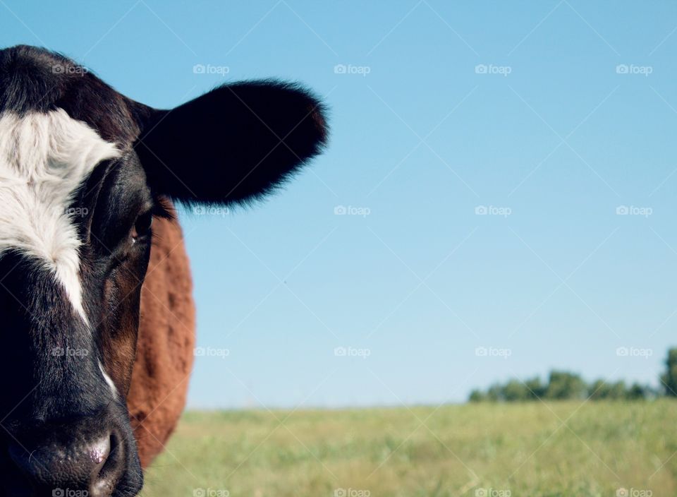 Minimalistic Snaps - steer in a pasture closeup