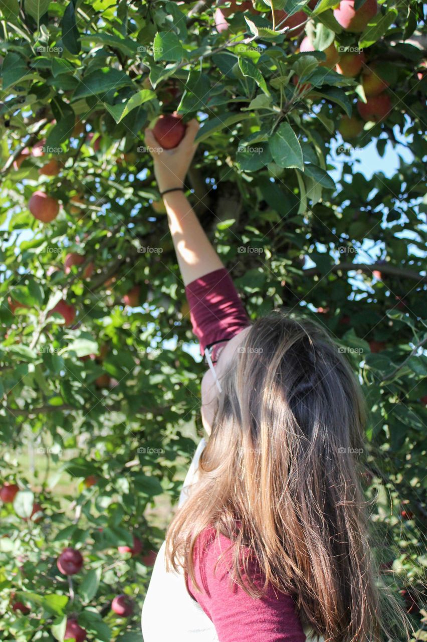 Young woman picking apples off a tree