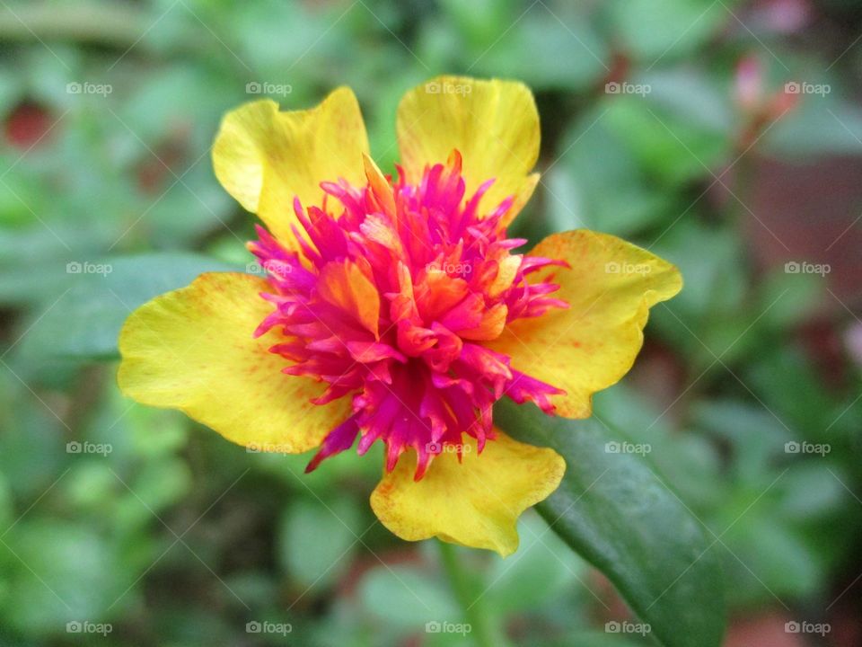 Portulaca