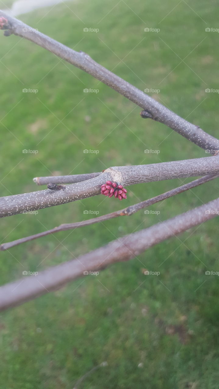 Outdoors, No Person, Grass, Nature, Leaf