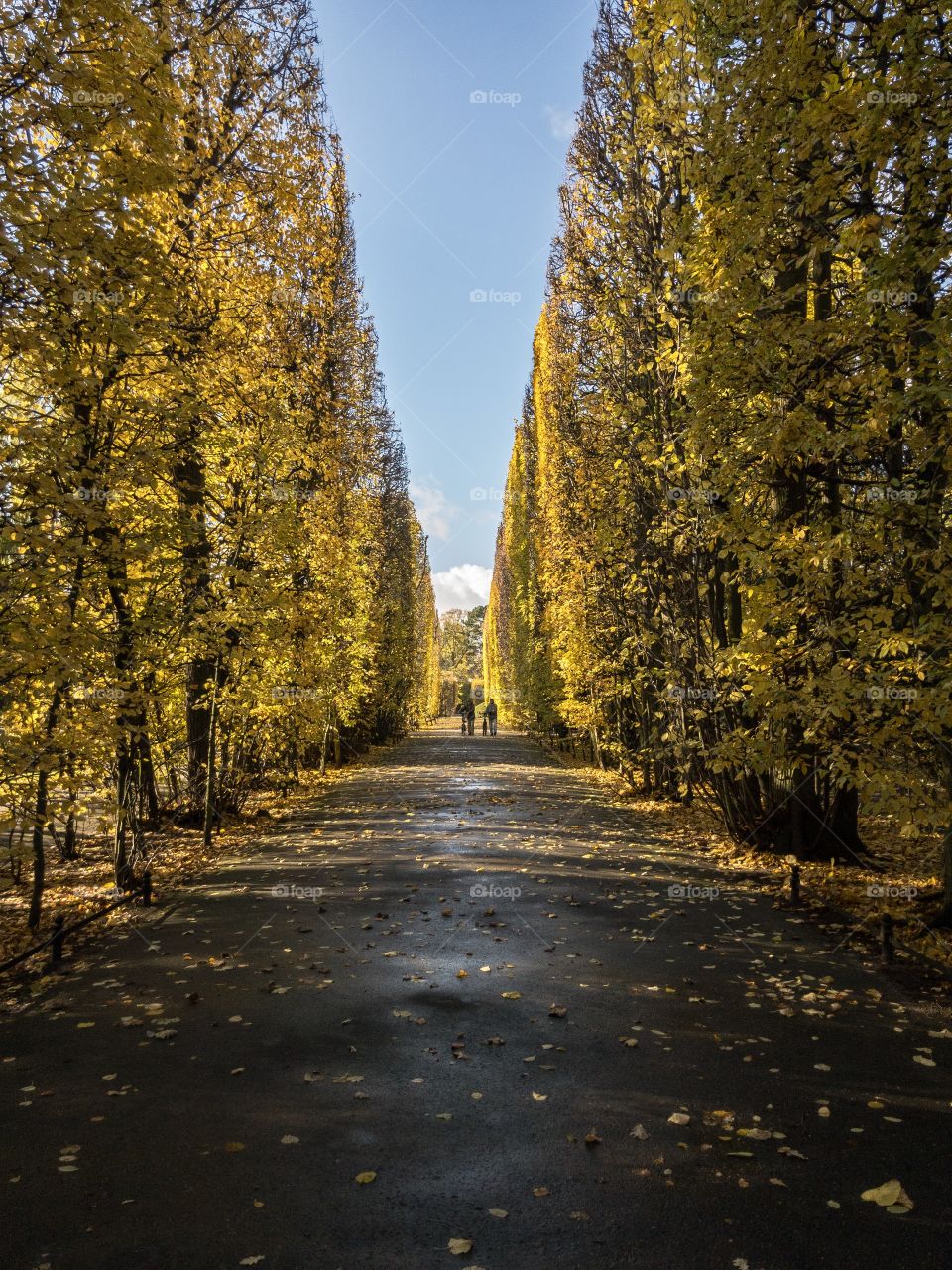 Road passing through autumn trees in the park