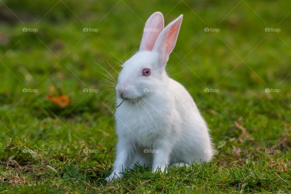 Close-up of a white rabbit in a park in Brussels