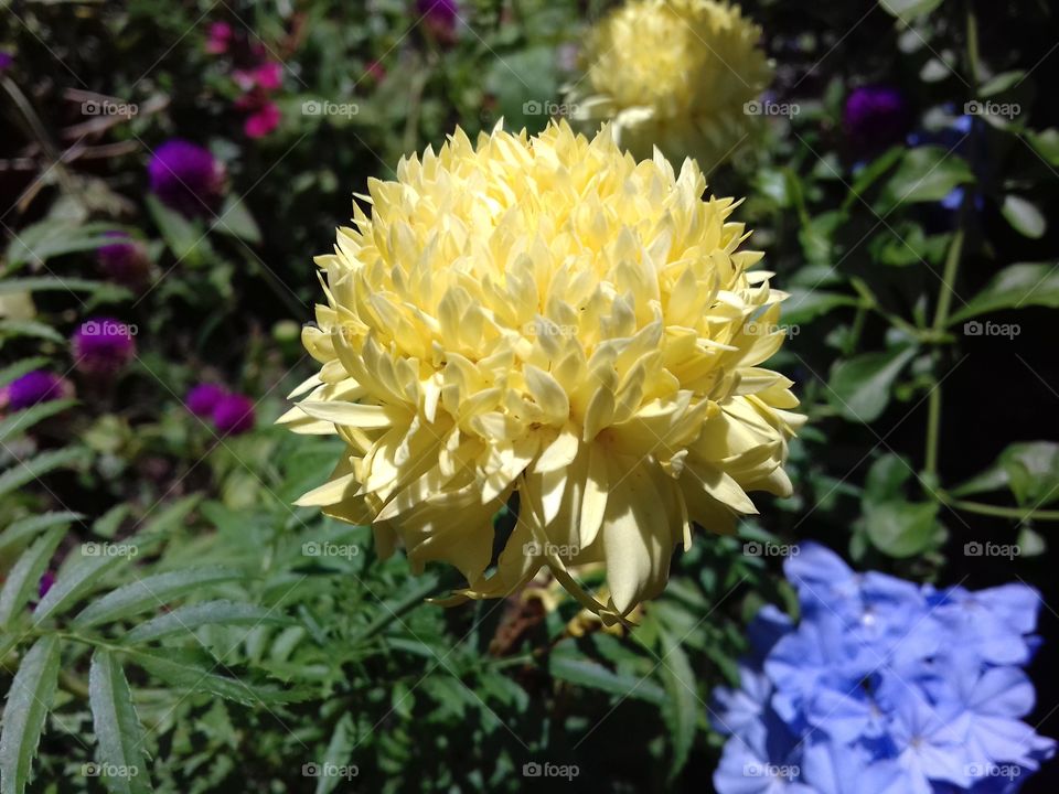 yellow flower