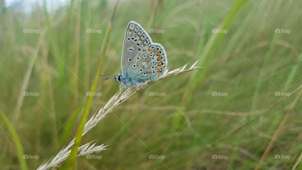 Blue butterfly on grass