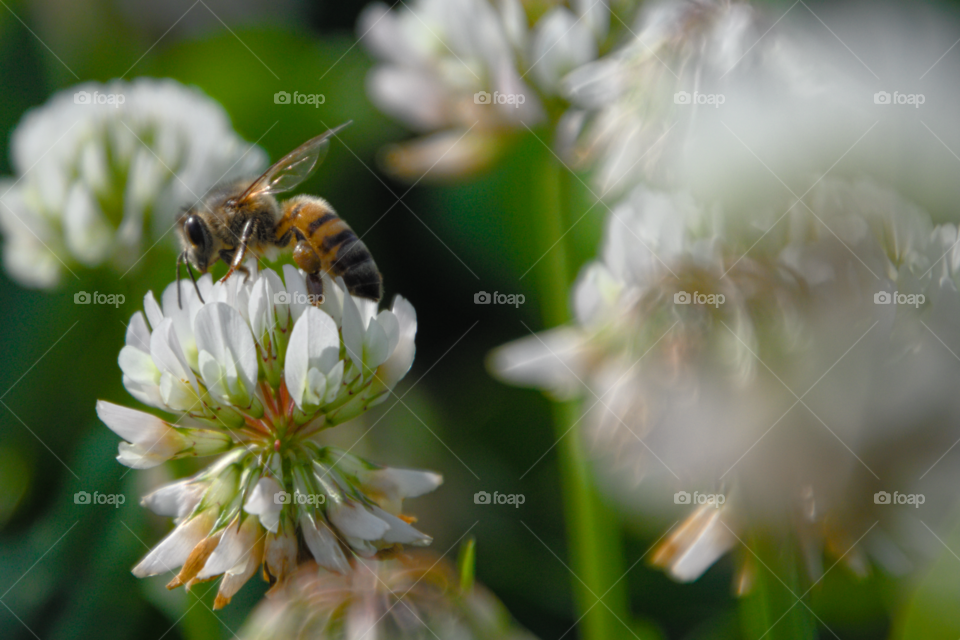 Bee in flower 2