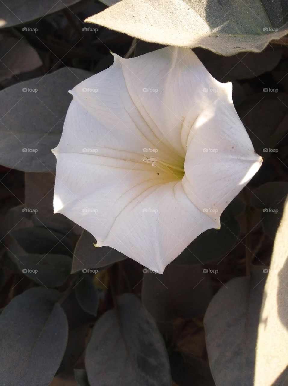 the Datura Flower white in colour looks very beautiful generally found everywhere fresh seasonal very poisonous species