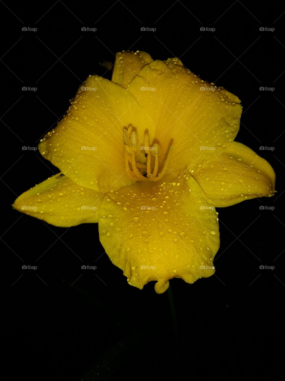 Yellow flower in drops. Night.