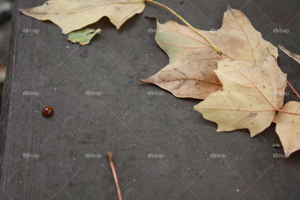 Lady Bug Leaves