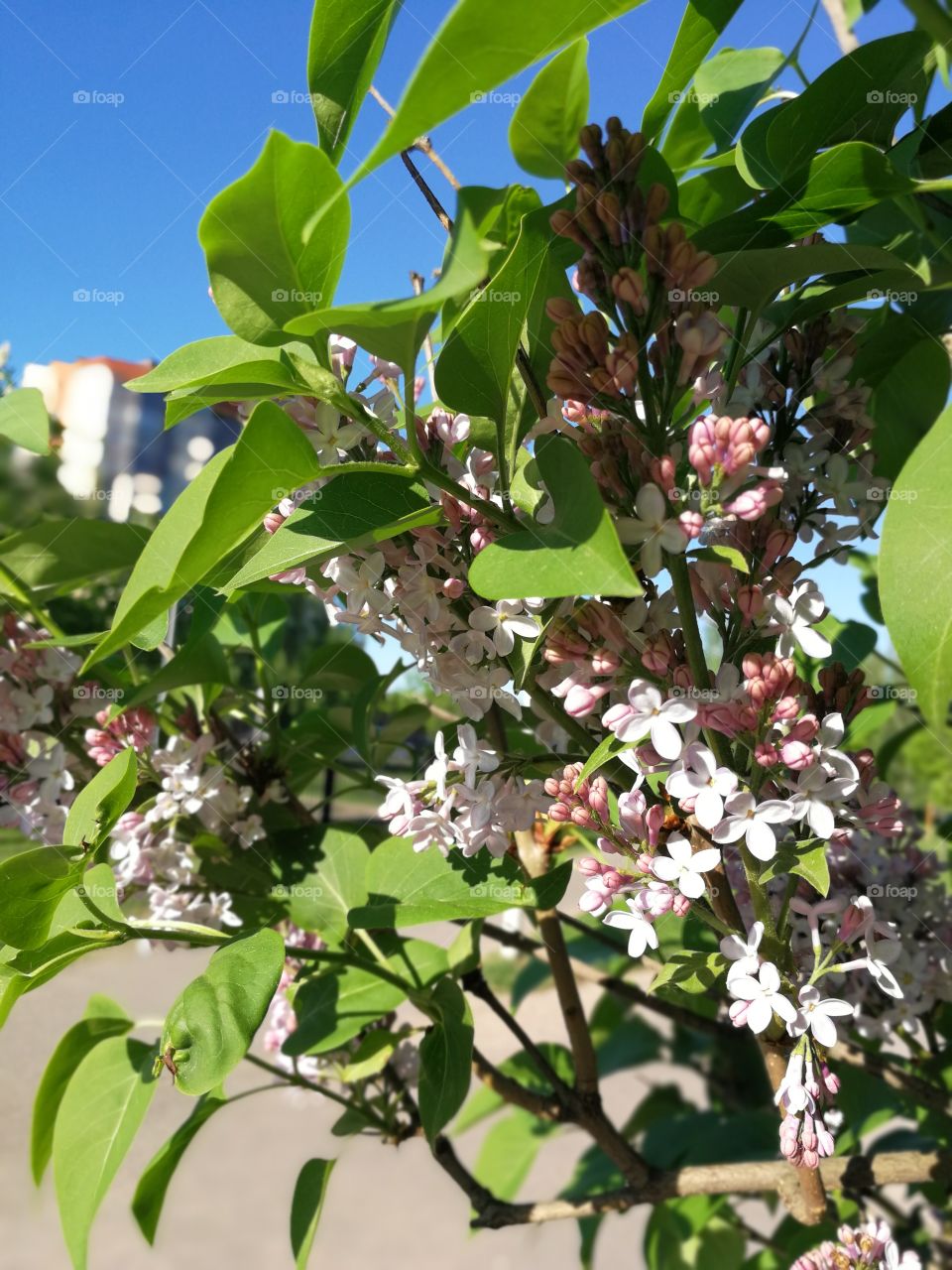 Lilac tree trees bloom green leaves spring krone