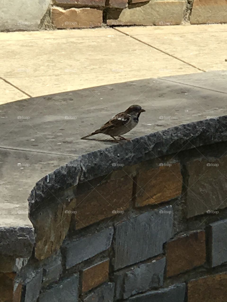 Bird at the food court 