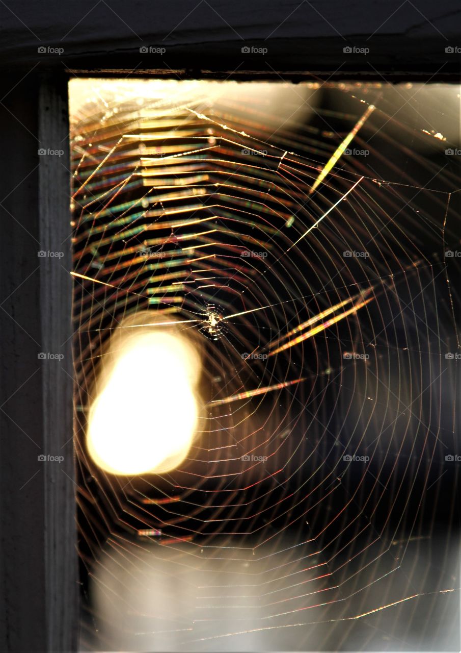 spiderweb on dock.  sun reflecting on water.