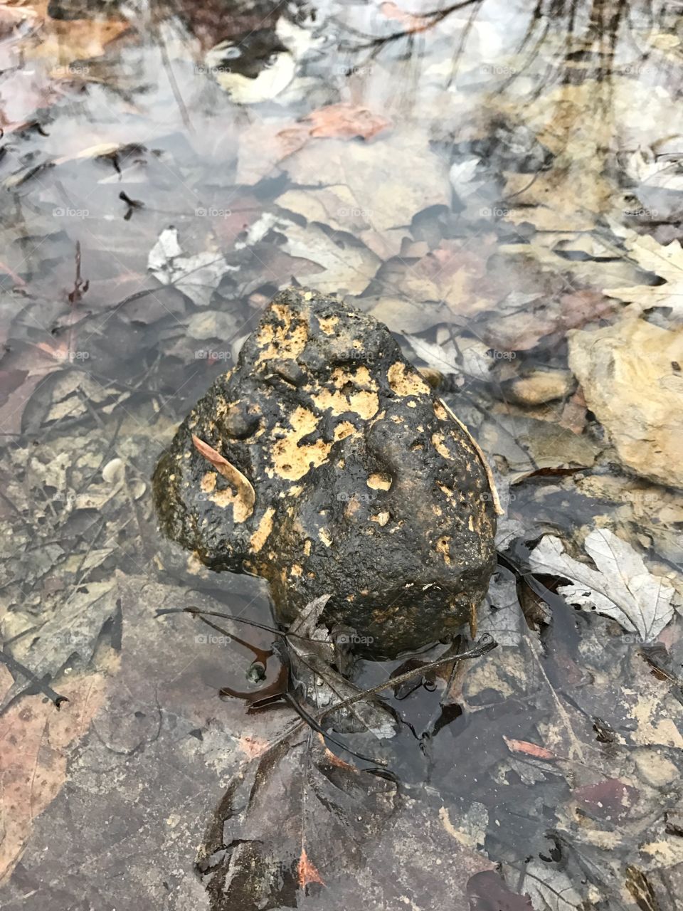 moldy rocks are pretty sometimes
