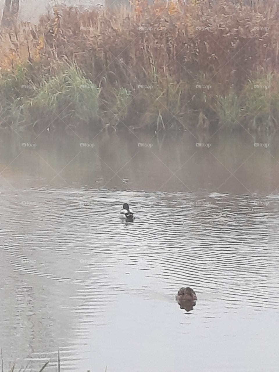 misty morning on a pond in November