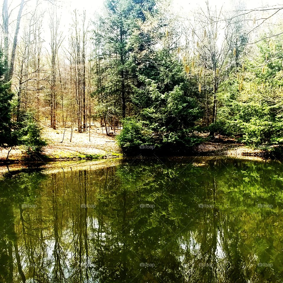 Reflections of the pond