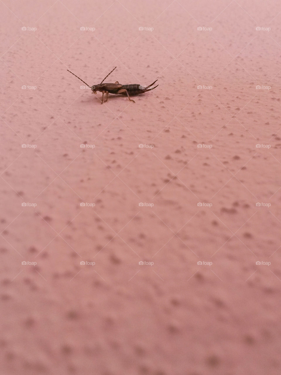 scissor insect above a pink wall