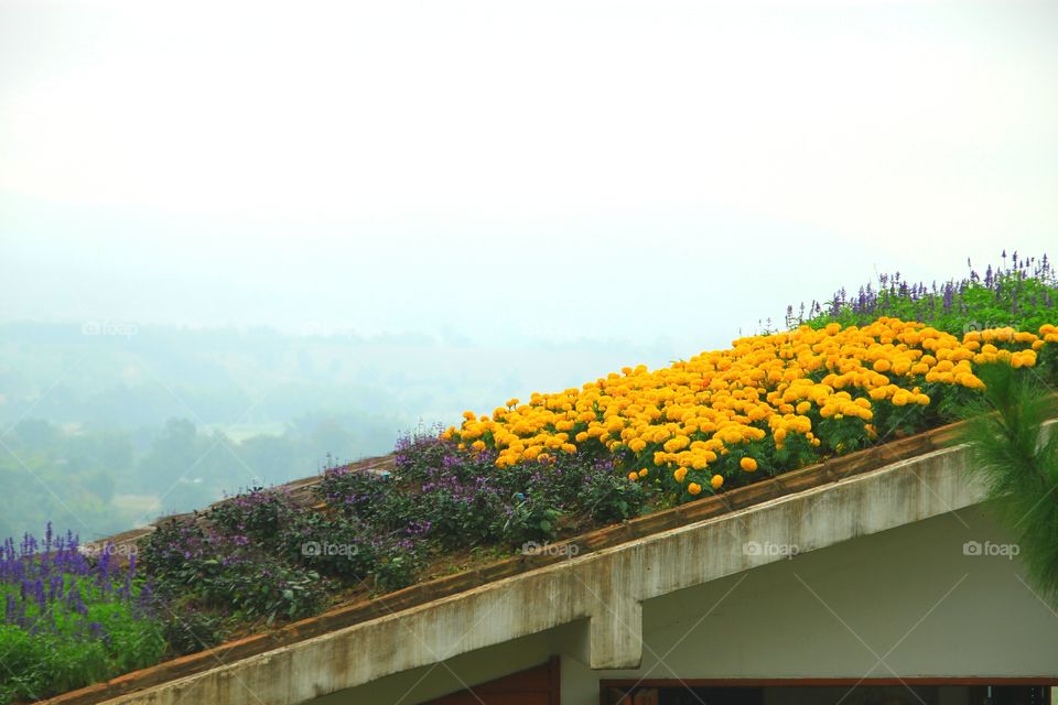 Yellow flower on roof.. The beauty yelllow flower on roof.