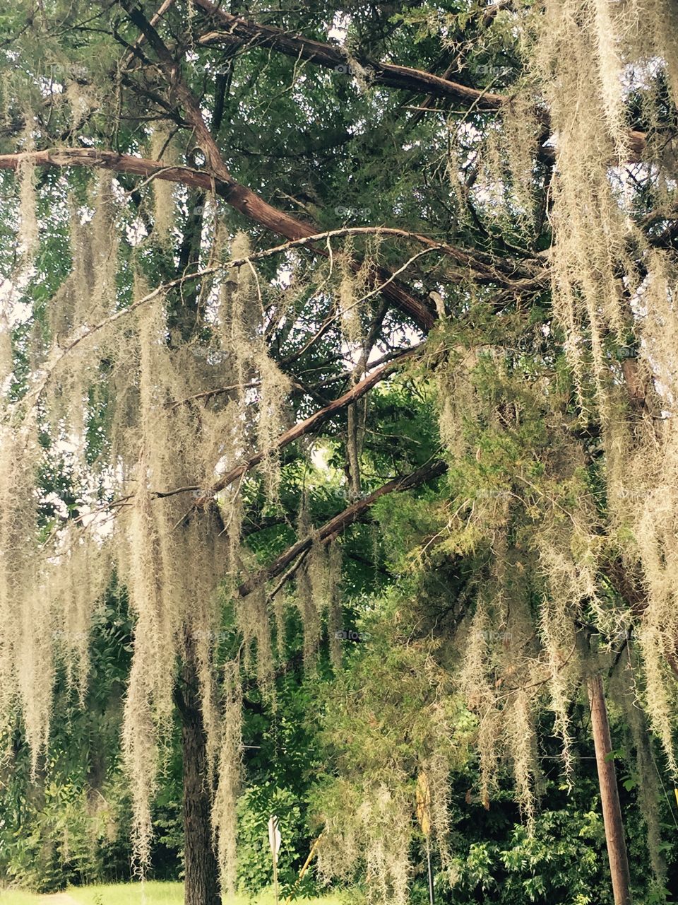 A tree in state of Georgia, with long gray Spanish moss hanging down from it.