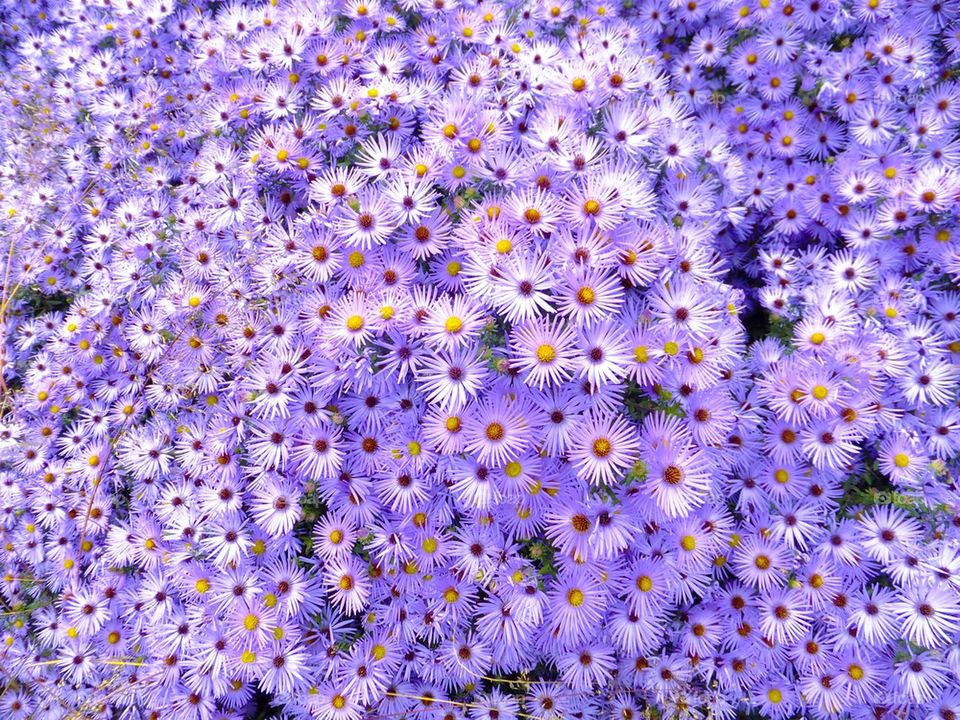 NEW YORK CITY HIGH LINE PARK MAIN PURPLE FLOWERS