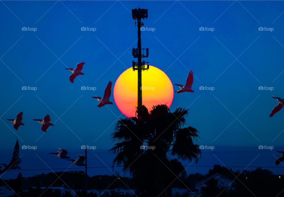 Silhouette of birds, tree and sunset 