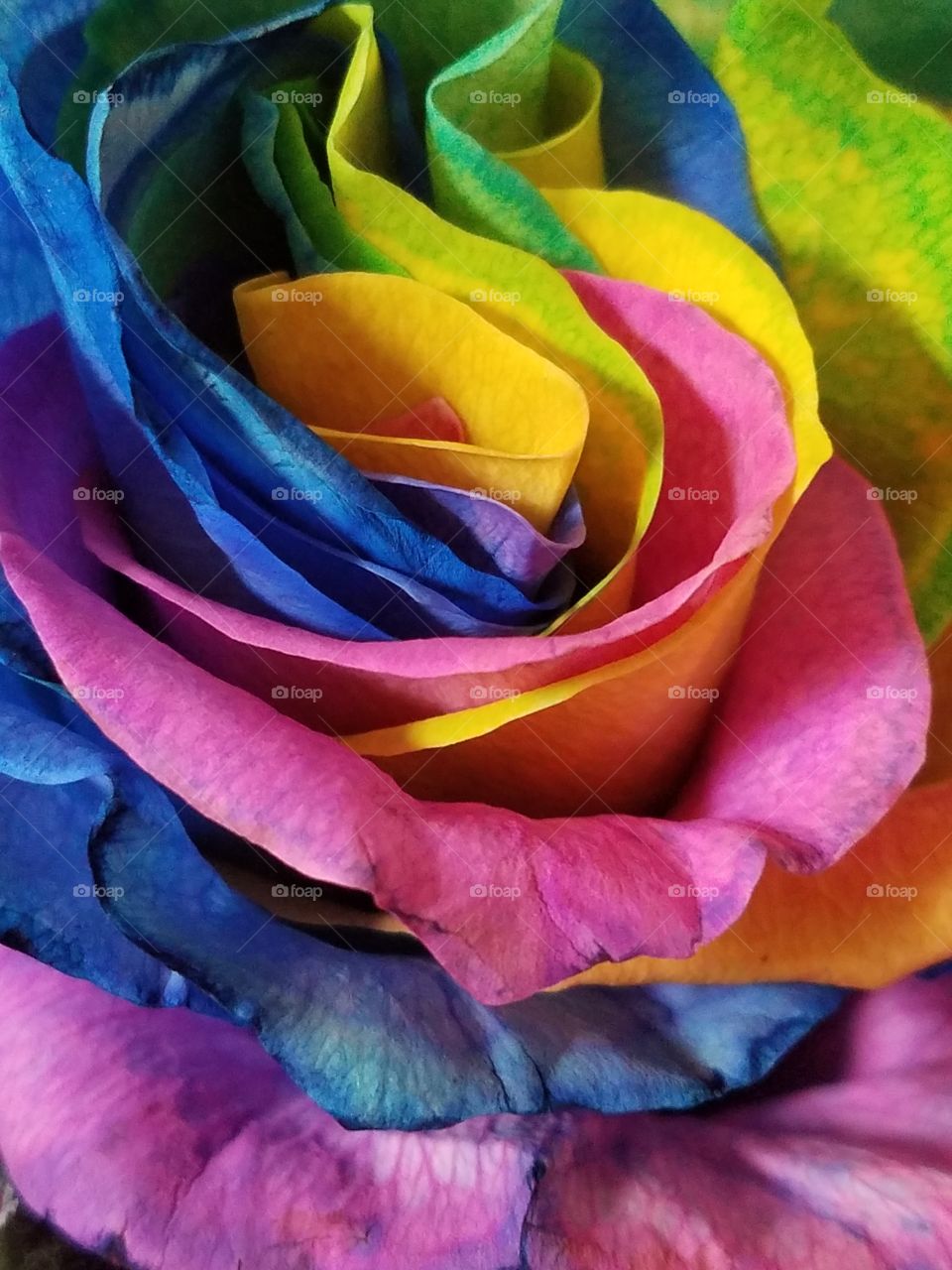 Flower, Rose, Love, Romance, Color