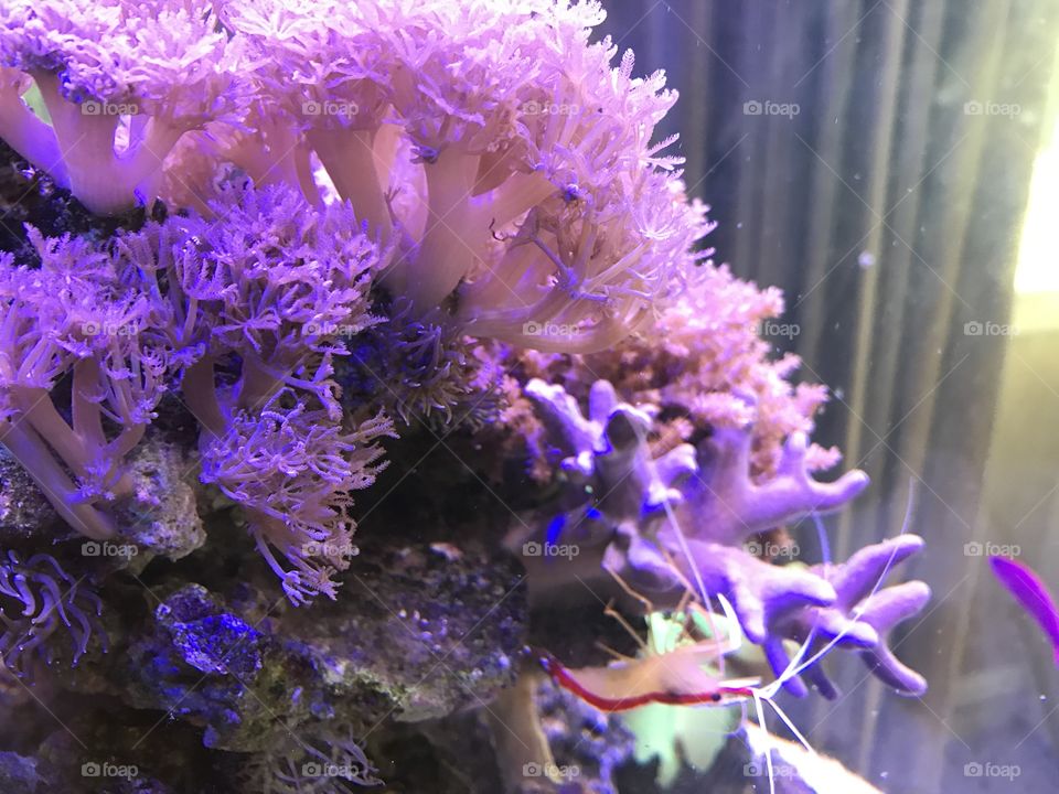 A beautiful reef with a shrimp hanging it 😎