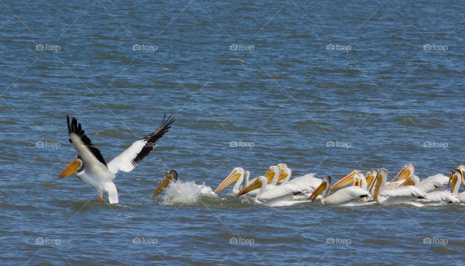 American White Pelicans