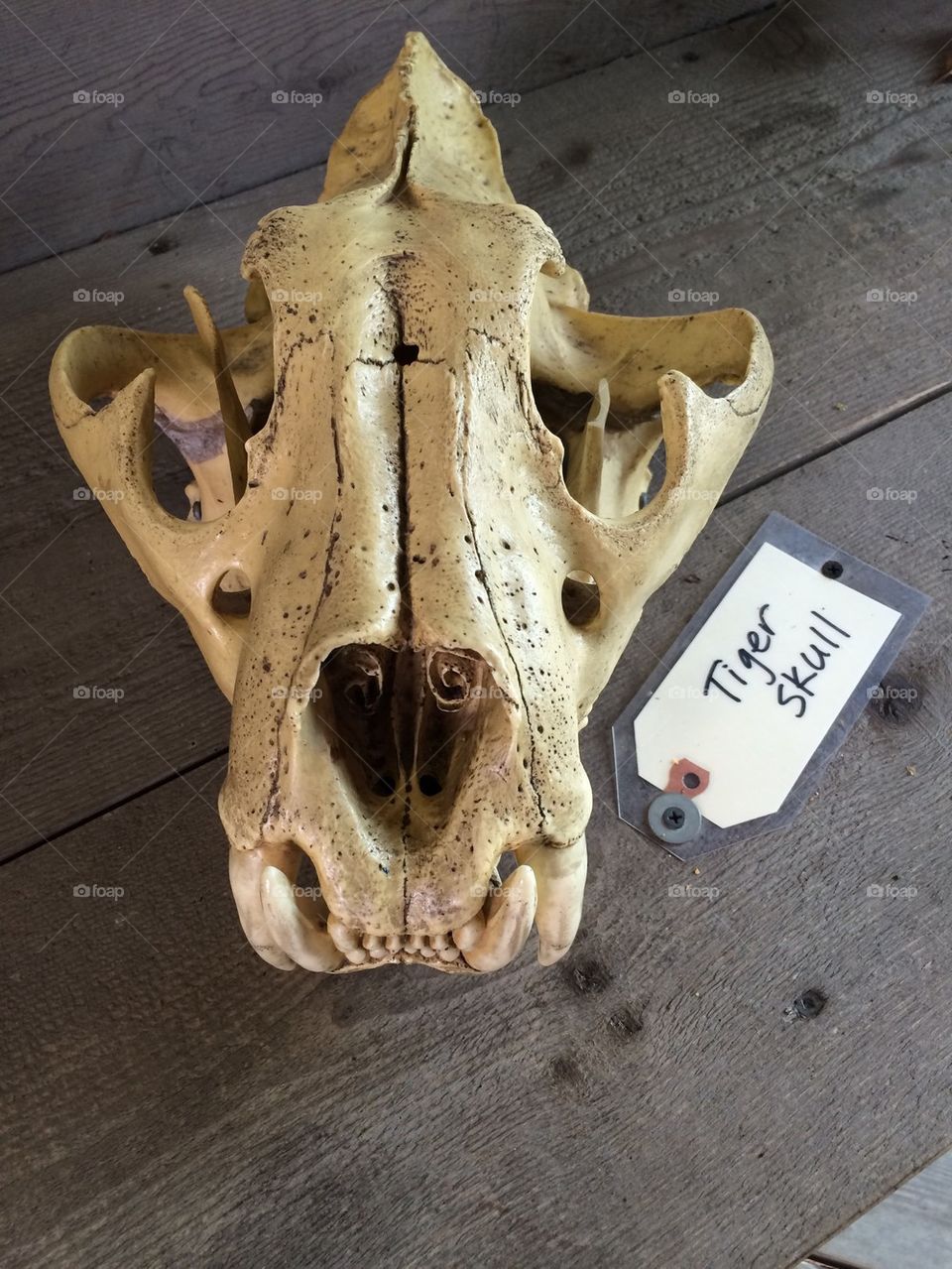 Tiger skull
