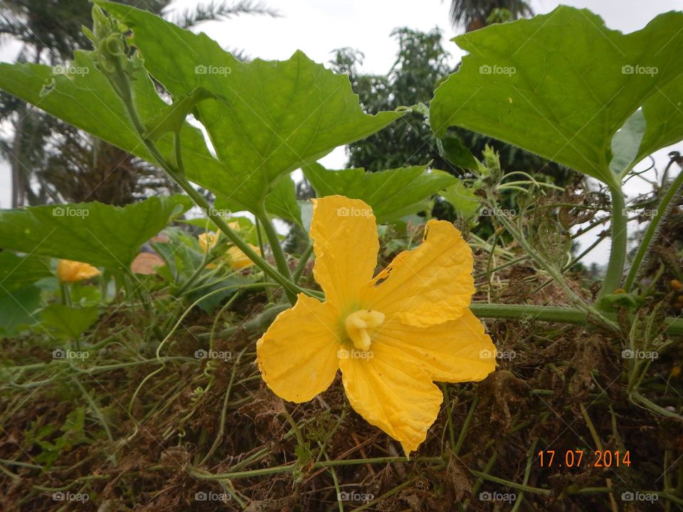 Gourd flowers