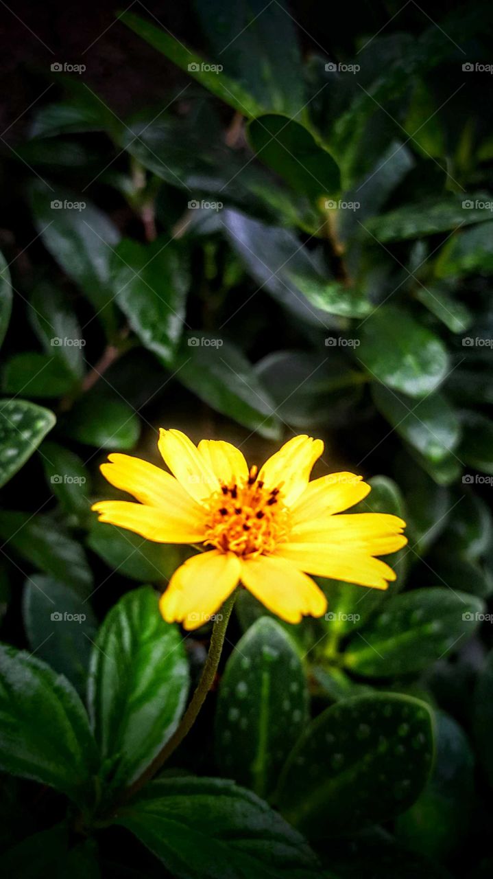 yellow flower on green leaf background