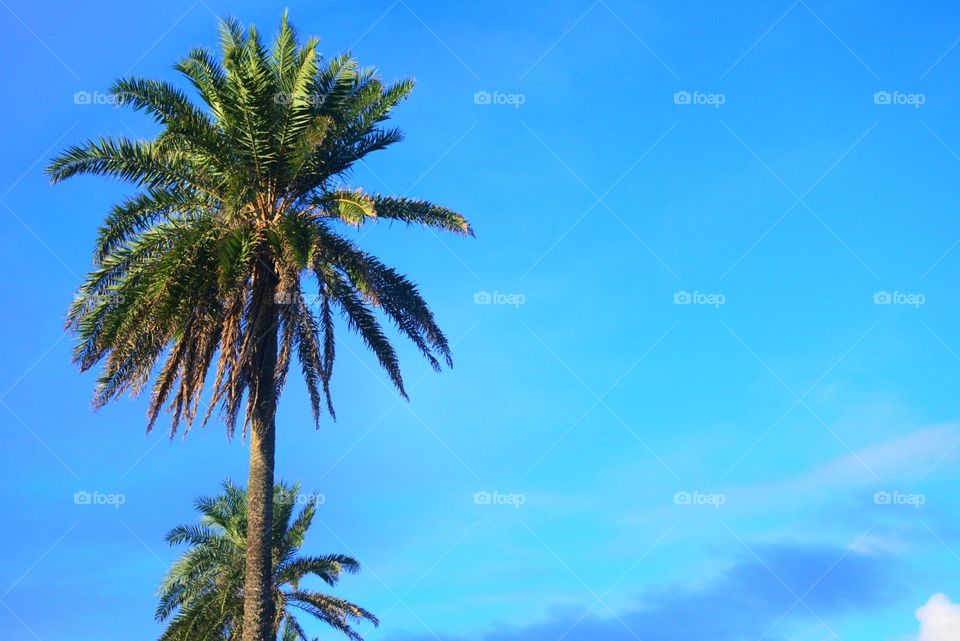 palm trees