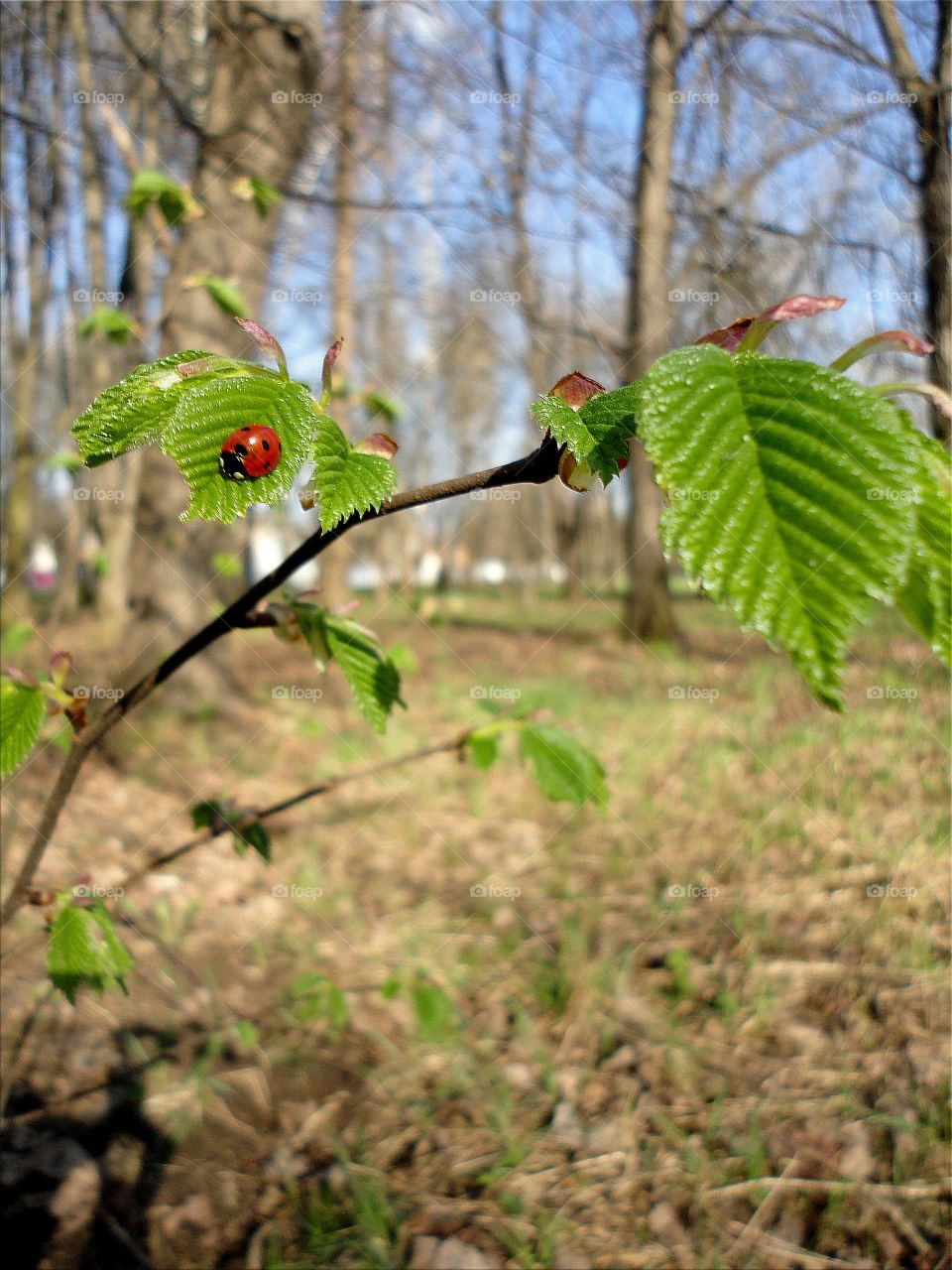 ladybug on a young green leaf spring landscape in the park