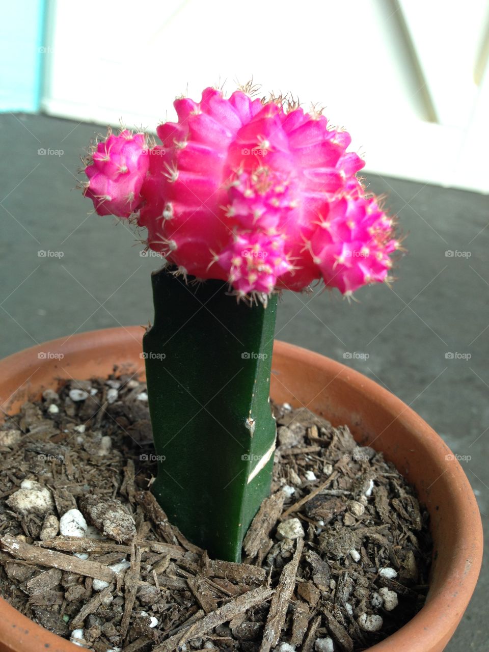 pink cactus 