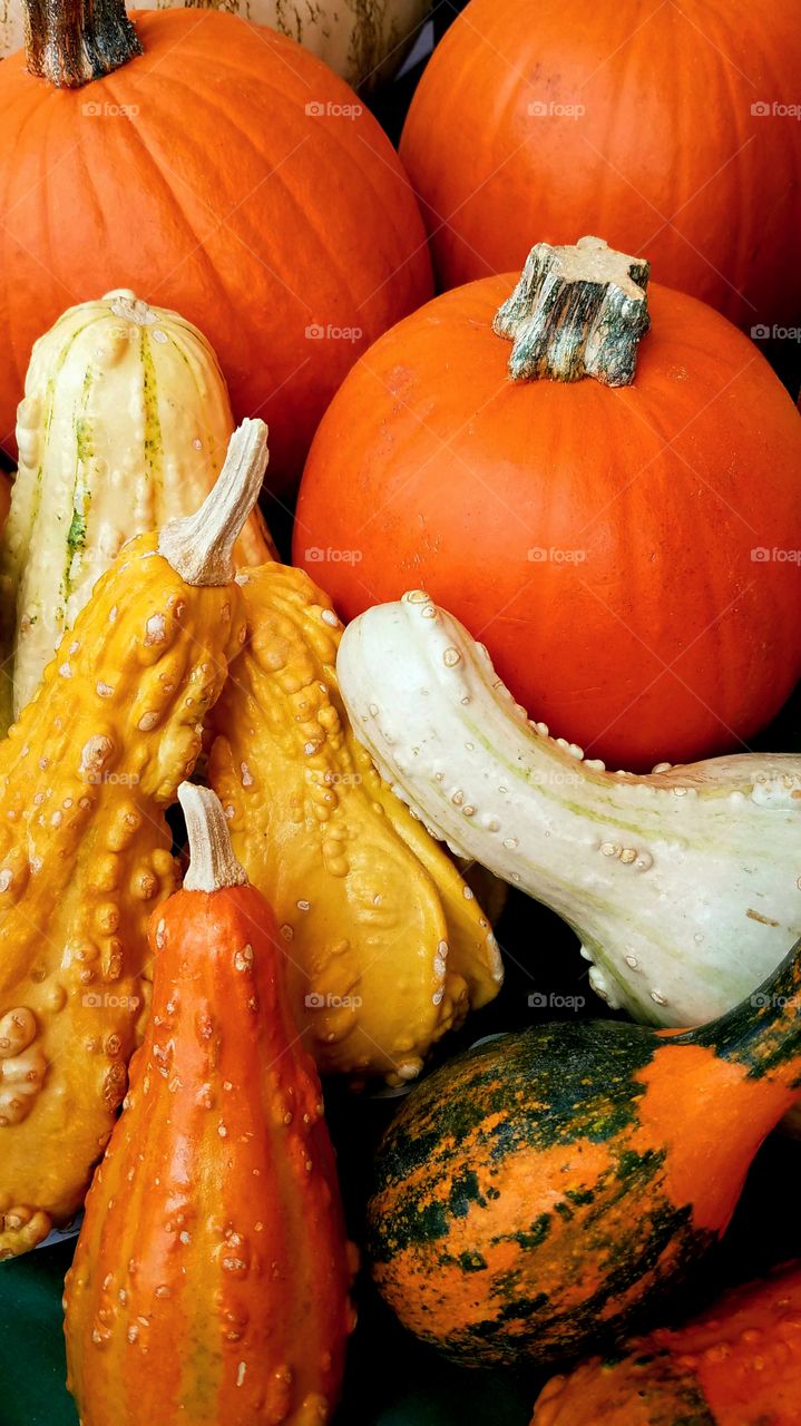 An autumn display of pumpkins and gourds for the holiday