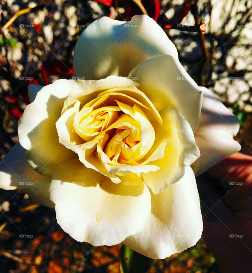 🌹 🇺🇸 Very beautiful flowers to brighten our day.  Live nature and its beauty. Did you like the delicate petals? / 🇧🇷 Flores muito bonitas para alegrar nosso dia. Viva a natureza e sua beleza. Gostaram das pétalas delicadas? 