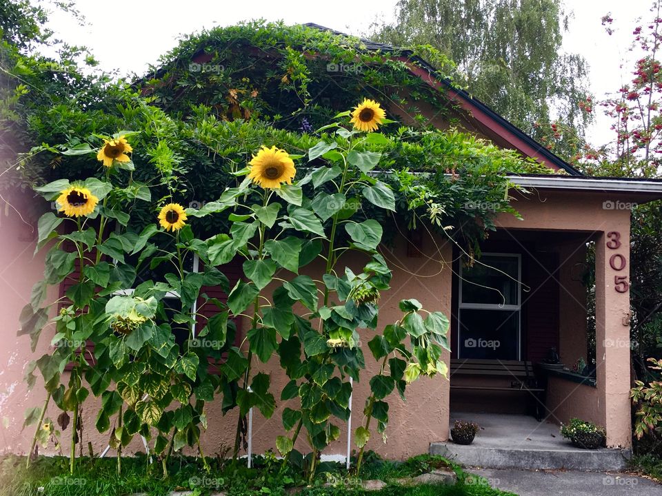 Overgrown house with sunflowers 