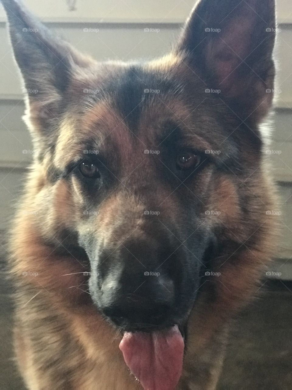 Fiona the Fierce AKA (sassy German Shepherd) she’ BIG she’s BOLD she’s TERRITORIAL and she is the PROTECTOR and DEFENDER of our home along with her furry sister. She is ferocious and loyal. Don’t underestimate a German Shepherd. They save us 