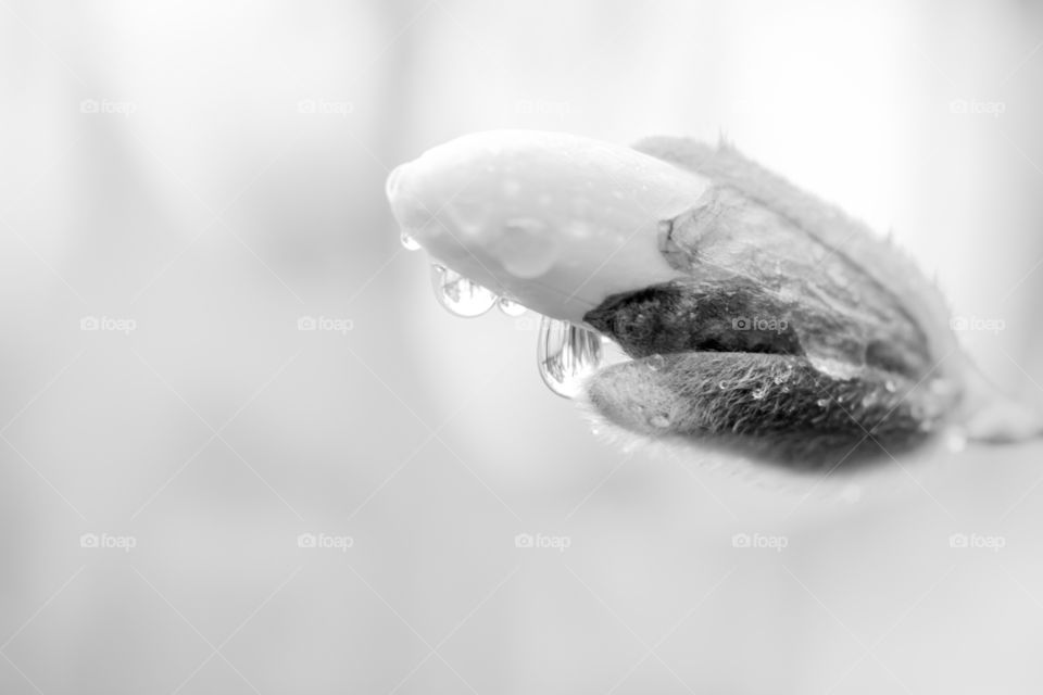 Macro flower bud with raindrops 