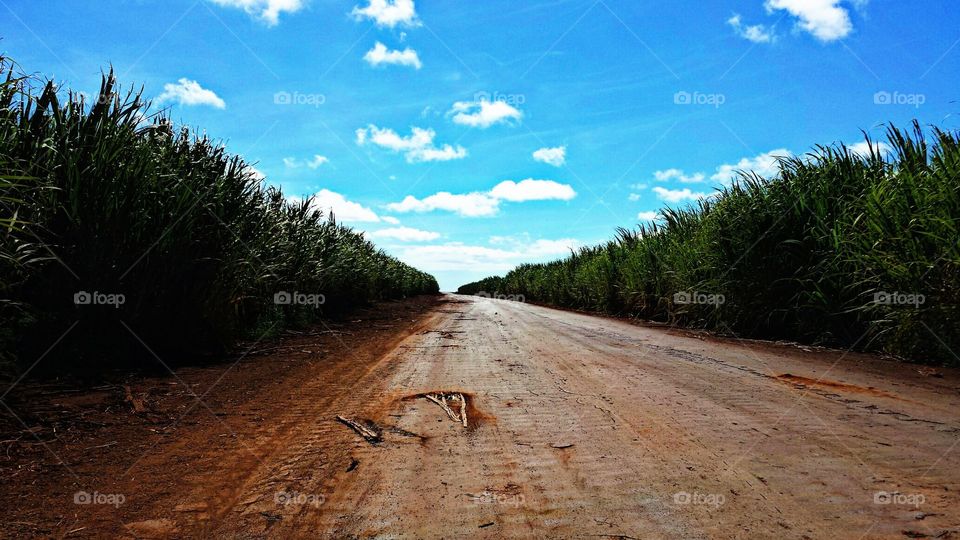 Sugar cane road. Sugar cane road