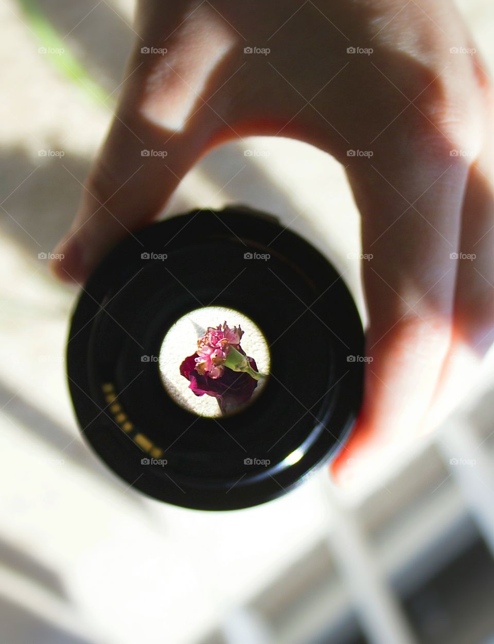 Hand holding lens over the flower on carpet