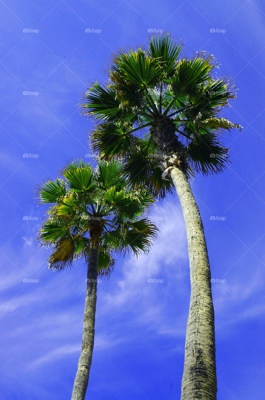 Palm Trees. Looking up at two palm trees in Southern California.