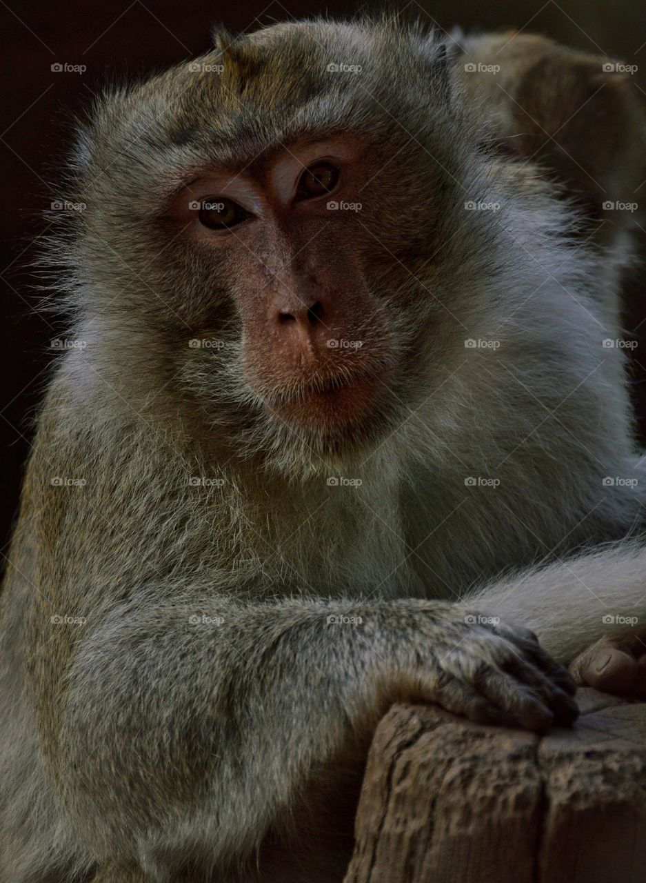 Monkey-Rhesus